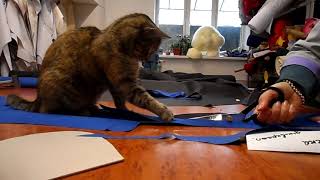 cat help to cut the uniform