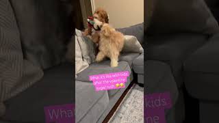 Doodle Doggie Tales- Part 69 “Sugar Rush” #shortvideo #shortsfeed #dogs #animals #shorts #valentine