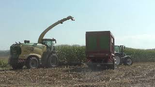 Die Raubkatze zurück im Mais   Claas Jaguar 970 beim Maishäckseln   Lohnunternehmen 3