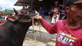 Harga Sapi Pertengahan Ramadhan Di Pasar Hewan Banjarnegara