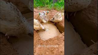 Amazing Bird Trap Unique #shorts #Trap