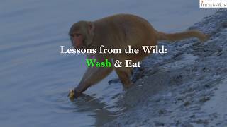 Wild Sundarbans | Wash & Eat