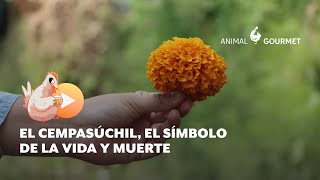 El Cempasúchil, el símbolo de la vida y muerte