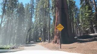 Mariposa Grove California