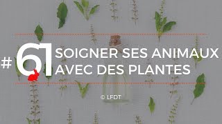 SOIGNER SES ANIMAUX AVEC DES PLANTES│LFDT #61