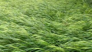 Grasses blowing in the wind