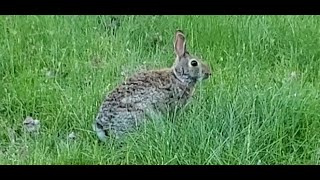 Cute Rabbit Eating Grass