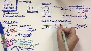 Cell cycle control