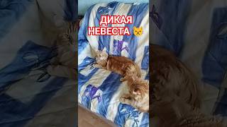 ДИКАЯ НЕВЕСТА #мейнкун #майкун #мейкун #котейки #котэ