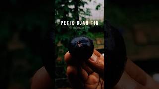 PETIK BUAH TIN TEROOOZZZ, ga  bosen? Gak lah, yg liat mungkin iya, yg makan kagak dong #buahtin