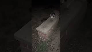 Trash Panda’s