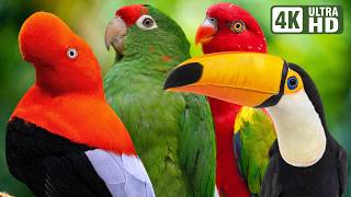 BIRDS THAT CALL JUNGLE HOME | PEACEFUL BIRDSONG & NATURE AMBIANCE | BEAUTIFUL JUNGLE | RELAXATION