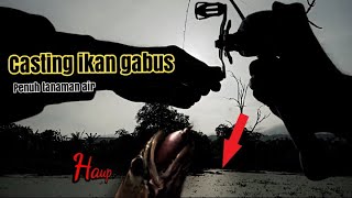 Casting ikan gabus di spot full tanaman air masih ada cintanya