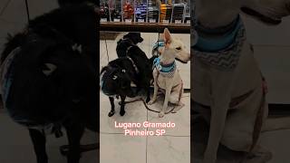 Mais um lugar petfriendly para você ir com seu pet em São Paulo. #petfriendly #cachorros #cafeteria