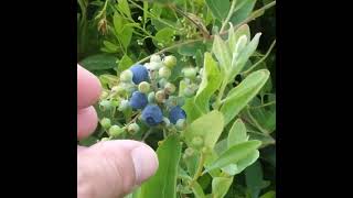 High Bush Blueberries