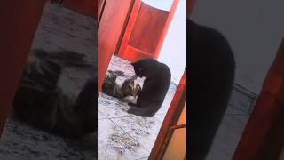 Cat's #shortvideo #cat #gatos