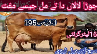 cholistani jersey cross cow| sahiwal jersey cross cow| cholistani cows|sahiwal cows| Such animal tv