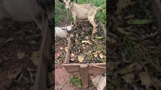 Should you feed your goats on banana peels?