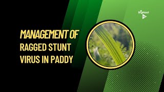 Management of Ragged Stunt Virus in Paddy