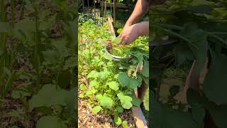 Harvest Radish for the first time #Toronto #Ontario #backyardgardening #Canada #failure