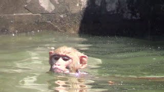 Watch: Most Monkeys Don't Swim, But These Do | YouTube