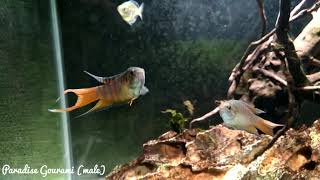 Paradise Gourami male