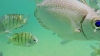 Snorkelling in Phuket Thailand with the Fish