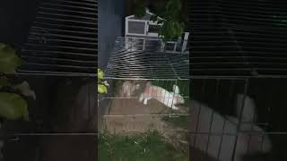 What Rabbits do at night 🐰 czy króliki w nocy śpią ?