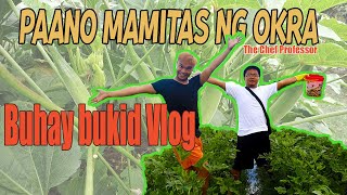 BUHAY BUKID - Paano mamitas ng OKRA?