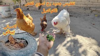 الاسبانيات بيضن راح اسوي اقفاص جديدة للطيور + كتبو بالتعليقات من وين اتابعوني ♥️