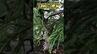 BONSAI ASAM JAWA BERBUNGA#bonsai#bonsaiasam#bonsaiasamjawa#bonsaijuara