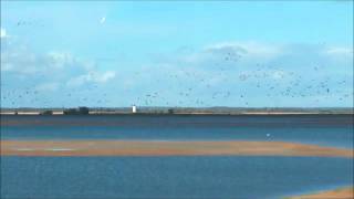 Pygargue à queue blanche au Lac du Der automne 2015