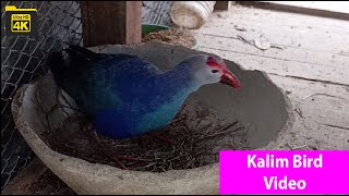 Kalim Bird Amazing Sound at Kalim Bird Sitting Place