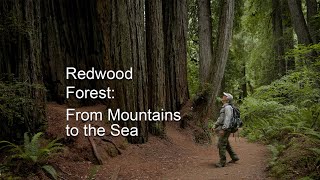 Prairie Creek Redwoods State Park