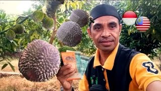 HARGA BUAH DURIAN & BENTUK DURIAN GRED A ,TERMAHAL DI MALAYSIA.DALAM 1 kg. RM,120.000 VS Rp, 432.000