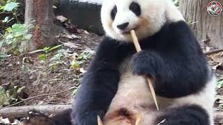 Saving injured panda and giving them a second chance at life | Animal rescue compilation