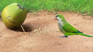 shorts channel | New creative -Bird Trap Amazing Unique Make a from CoConut