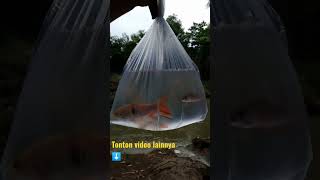 rilis ikan hampili gak kuat plihara boros pakannya😄