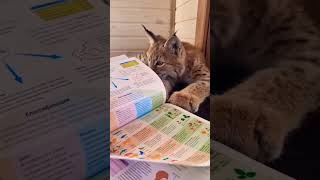 учение - свет... 👩‍🏫👩‍🎓😼