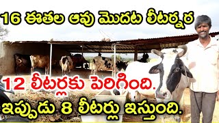 లీటర్నర నుంచి 12 లీటర్లు farmer ravi dairy farm@MalleshAdla