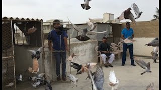 Pigeons Of Samar bhai || Documentary || karachi pakistan..