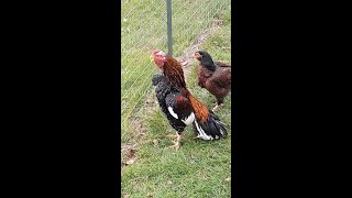 #Asil (Typ Rajah) / Hahn kräht im Auslauf - #Aseel #Rooster crows.#rooster #chickens #gamefowl