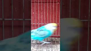 Budgie has played hide and seek🐦😂(V211)