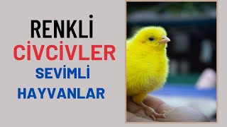 RENKLİ CİVCİVLER | BOYALI CİVCİV |