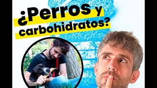 ¿Pueden los perros digerir almidón?