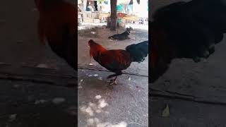 galo mestiço de bhrama / aves e tudo mais