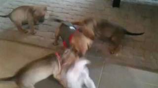 Puppies playing (Pitweiler)