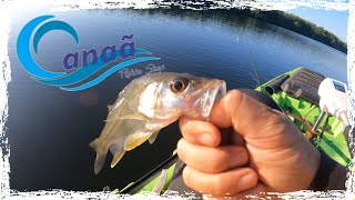 Pescaria de #Robalos com muita ação tricks#fishing #pescaria