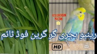 Rainbow Budgies Green Food Time