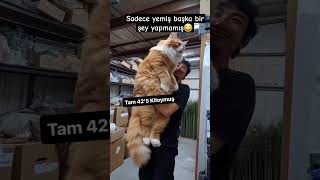 Bu kedi mi 😂 #cat #music #kedi #keşfet #shorts #öneçıkar #video #kilo #canavar #funny #gece #kediler